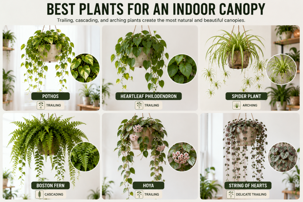Six hanging houseplants showing trailing, cascading, and arching growth habits